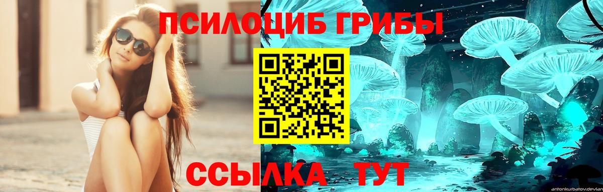 Петровск  Псилоцибиновые грибы Psilocybine cubensis  Псилоцибиновые грибы Psilocybine cubensis  Вход с VPN 